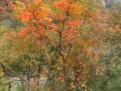 -杭州半山国家森林公园