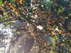 -杭州半山国家森林公园