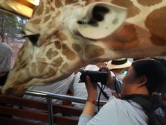 -清迈夜间动物园