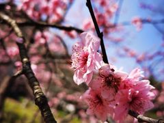 -杭州植物园