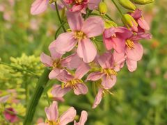 -中国天府农业博览园