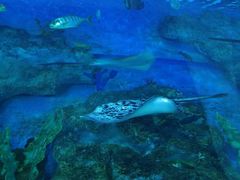 -芜湖新华联大白鲸海洋公园