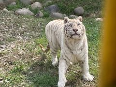 -上海野生动物园