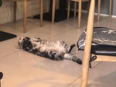 -平行世界·猫咖(首经贸店)