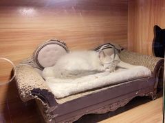 -喵百万·布偶·蓝金金渐层英短·猫舍(百子湾店)
