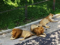 -大连森林动物园