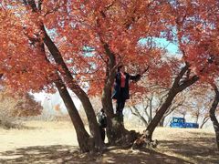 -五角枫生态旅游景区