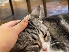 -猫猫幼稚园·撸猫·桌游·电玩