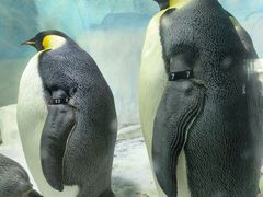 -海合安成都极地海洋公园