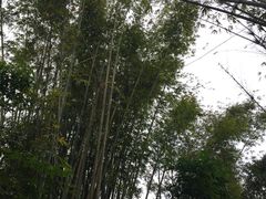 -大屏嶂森林公园