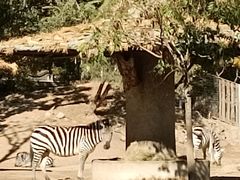 -北京动物园-畅观楼