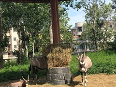 -大连森林动物园