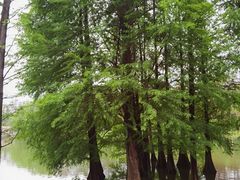 -中国科学院华南植物园