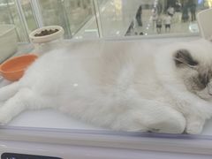 -海底捞火锅(让胡路万达店)