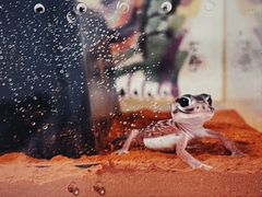 -酷以爬仙阁实体爬宠店·守宫·蜥蜴·专业繁育