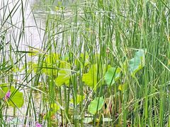 -大明宫国家遗址公园·御道广场