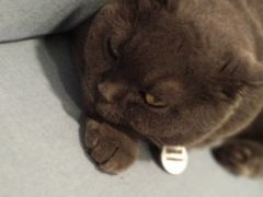 我很凶-有猫主题·治愈系猫咖(曾厝垵店)