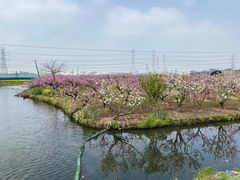 -南汇桃花村
