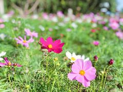-天津东丽湖风景区