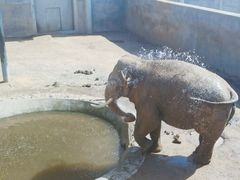 -西霞口神雕山野生动物世界