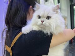 -小猫来了·猫舍(红山六九七九店)