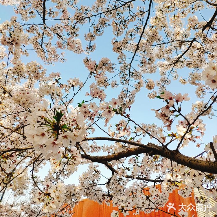 春天贩卖机🍧这里的樱花真美啊🌸