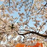 春天贩卖机🍧这里的樱花真美啊🌸