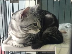 -1013 PET SHOP 宠物商店(近铁城市广场店)