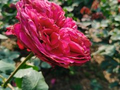 -人民公园(罗湖区)