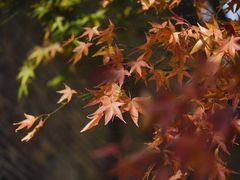 -田野绿世界
