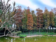 -黄埔荔枝公园
