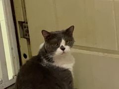 -我爱猫咪·猫咖·狗咖·安哥拉兔·羊驼咖(小寨华旗店)