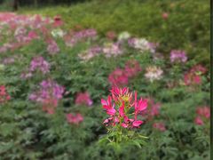 -上海滨江森林公园