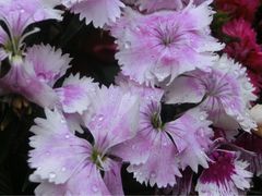 -人民公园(罗湖区)