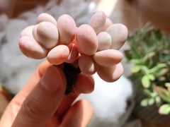 -秦美花卉(天朗·莱茵小城2期店)