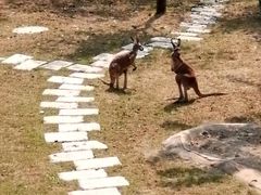 -大连森林动物园