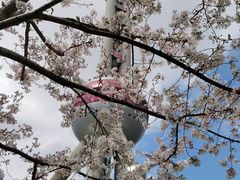 -东方明珠广播电视塔