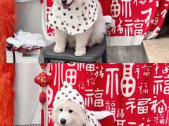 -星多哈·狗咖·拼豆·咖啡