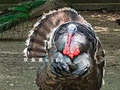 -苏州上方山国家森林公园