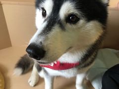 -Husky Go! 哈士奇体验馆·宠物咖啡厅狗咖