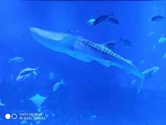 -烟台海昌鲸鲨海洋公园