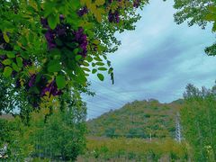 -永定河休闲森林公园