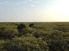 -北海金海湾红树林生态旅游区