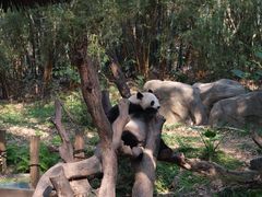 -广州长隆野生动物世界