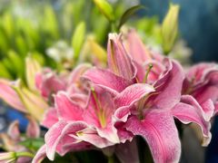 -双季花艺园艺市场(浦东店)