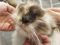 -猫亿天猫咖
