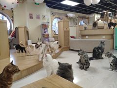 -猫和宫(六道口店)