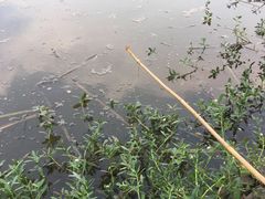 -同銮特种养殖场·龙虾垂钓