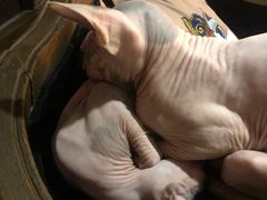 -more than meow吴止猫主题餐厅(承德 中船汇店)