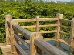 -东寨港红树林旅游区